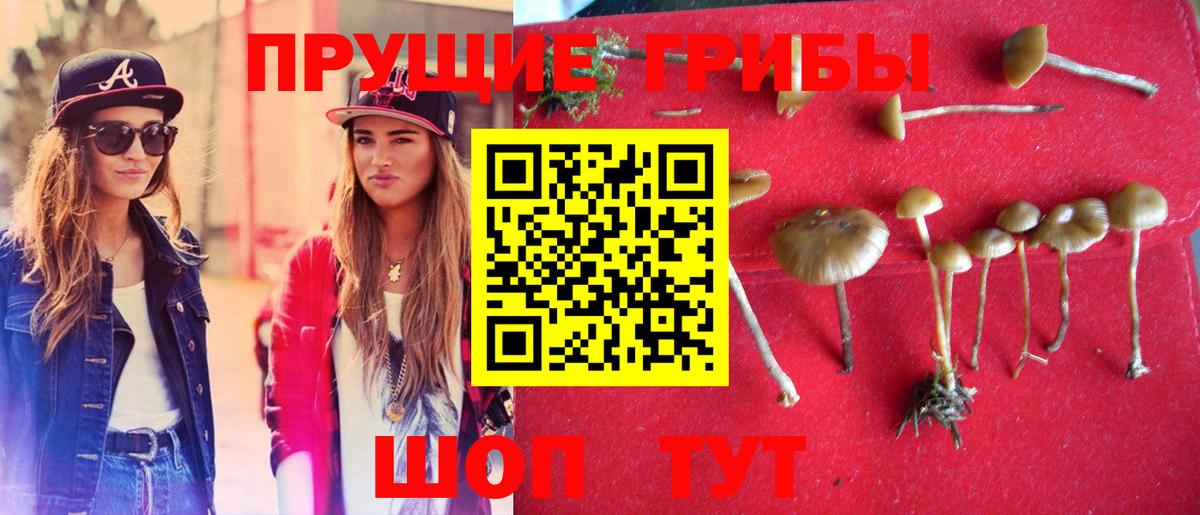 Галлюциногенные грибы Psilocybe  Вход с VPN  где продают наркотики  Коркино 